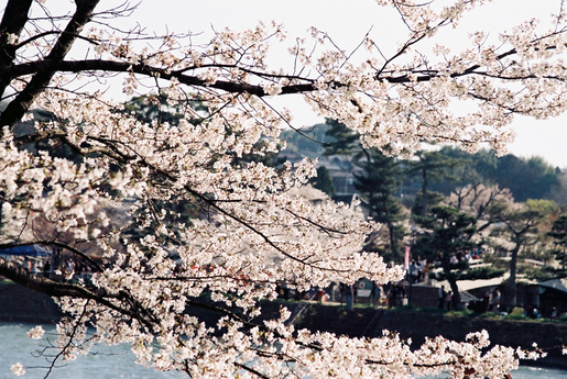 桜（その11）　塔の島_f0221280_173413.jpg