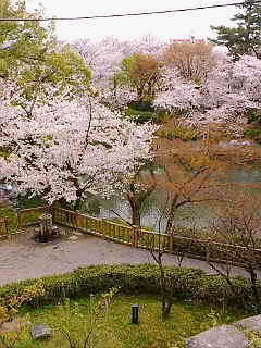 お花見_a0059281_17281461.jpg