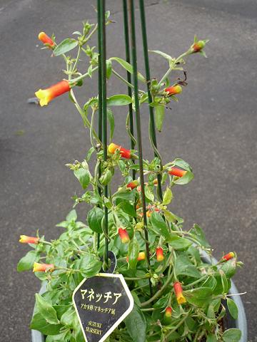 花が個ぐらい咲きました マネッチア 健気に育つ植物たち