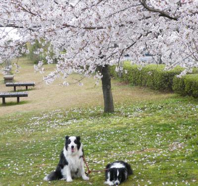 ４月５日：桜といろんな動物たち_f0015287_0304371.jpg