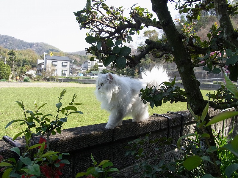 2010.04.06　塀の上の”はるか”　　　　　　_f0140087_18333118.jpg