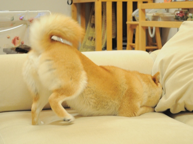 どこに隠そうかな!_a0126590_2354213.jpg