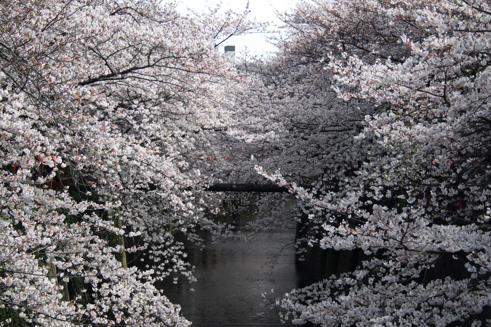 桜_c0040891_11254496.jpg