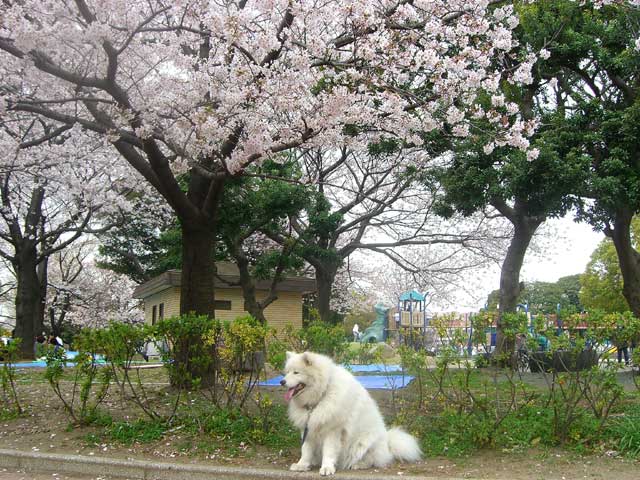 4月４日の公園と多摩川の桜です_b0120492_1658866.jpg