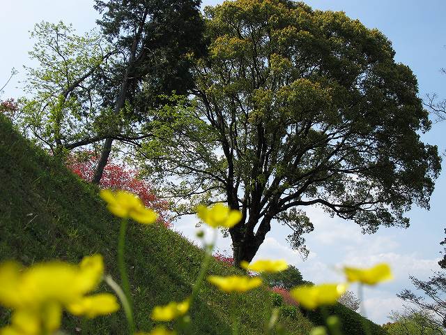 西都原　　百花繚乱の季節　　（４月６日）_e0145693_22344234.jpg