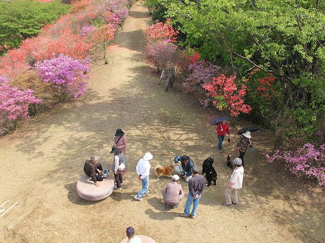 西都原　　百花繚乱の季節　　（４月６日）_e0145693_22405680.jpg