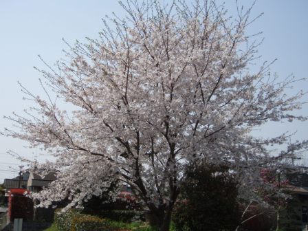 桜が満開です！_c0184994_22383315.jpg
