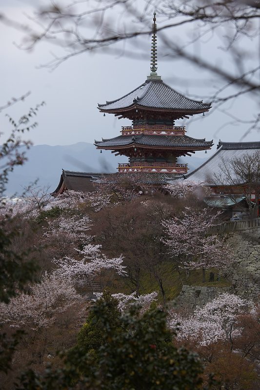 桜の饗宴・京都東山　2_e0017995_1961071.jpg