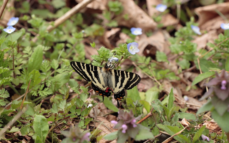 2010年4月06日 神奈川のギフは？_c0048196_22431169.jpg