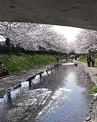 2010　お花見①　♪_b0105897_23125349.jpg