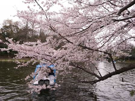 花・花・花　0404石神井公園_d0122797_1441578.jpg