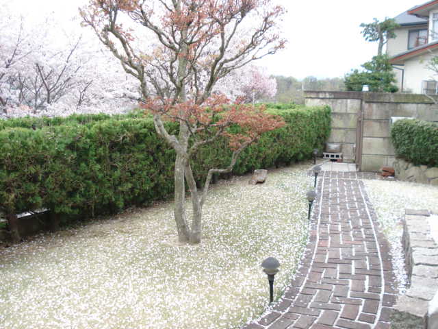 桜の観察パートⅡ_d0152100_901059.jpg