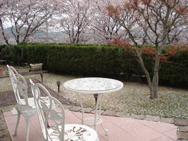 桜の観察パートⅡ_d0152100_903920.jpg