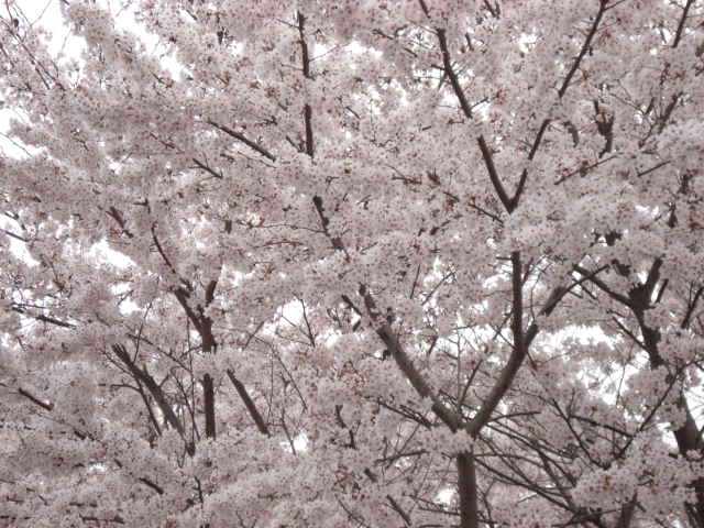 桜の観察パートⅡ_d0152100_932268.jpg