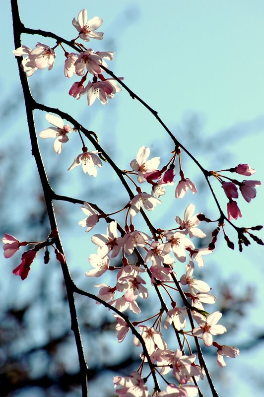 SAKURA2010_b0054801_1593974.jpg