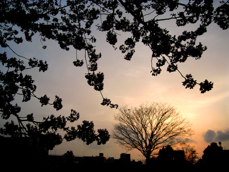 夕暮れと桜_b0083801_0534188.jpg