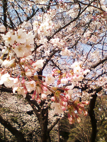 e0191302_1302016.jpg