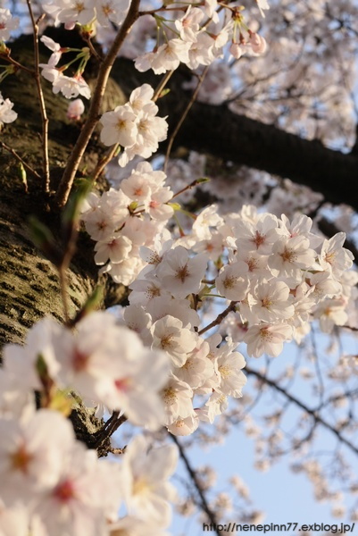 sakura saku_a0095106_2171850.jpg