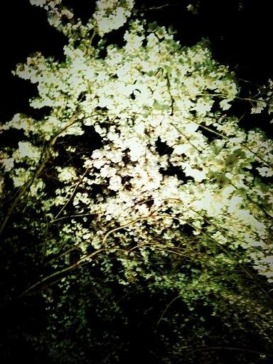 夜桜_d0115507_10373763.jpg