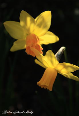 d0001008_17282449.jpg