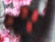 e0103408_11524916.gif