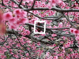 ■花見桜に憑いた怨霊！依頼者が気付かなければ家族が死■現場から離れた場所に憑く怨霊【滅】四乃四四_e0103408_11583425.gif