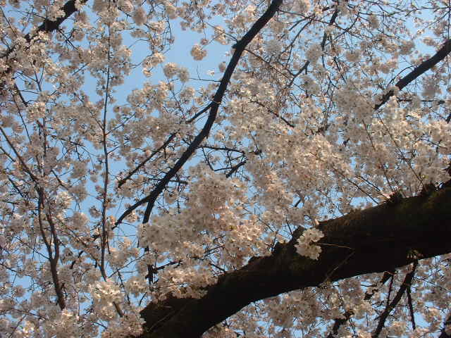 ３９７ 効くのかな ストチュウ液 ミケの 畑へ行こう