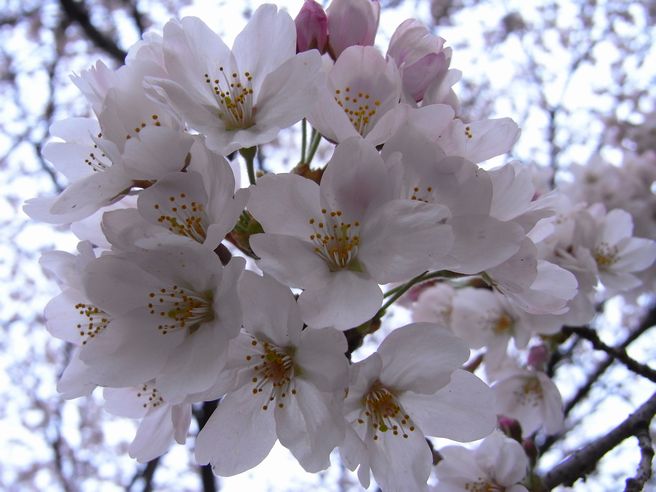 c0039114_21225640.jpg