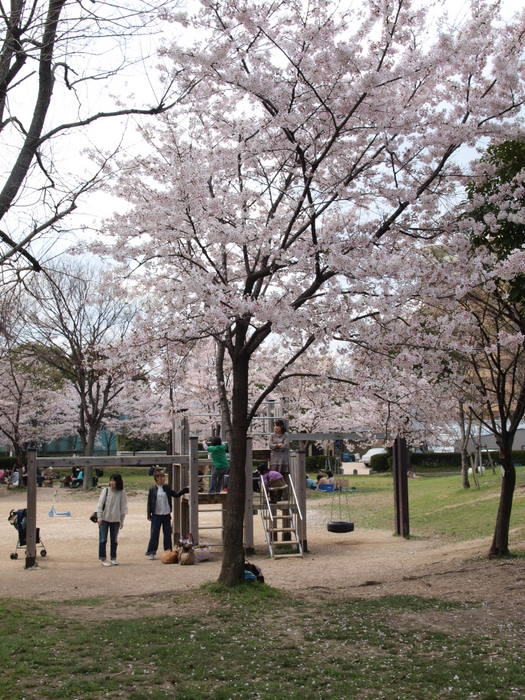 佐伯区民文化センターの隣の公園の桜_c0116915_012111.jpg