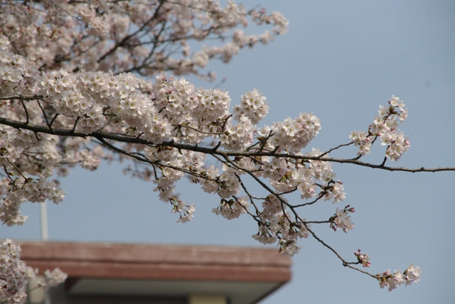 桜、桜。_f0172518_2243911.jpg