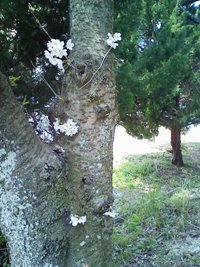 白髭神社を歩く④_a0138219_9491070.jpg