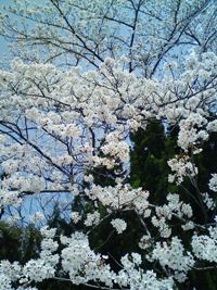 白髭神社を歩く④_a0138219_950591.jpg