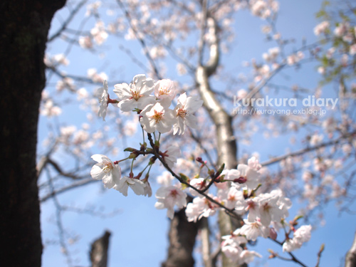 桜も咲いて_c0012120_0495894.jpg