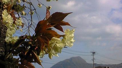 薄みどりの桜花_c0097620_2315541.jpg