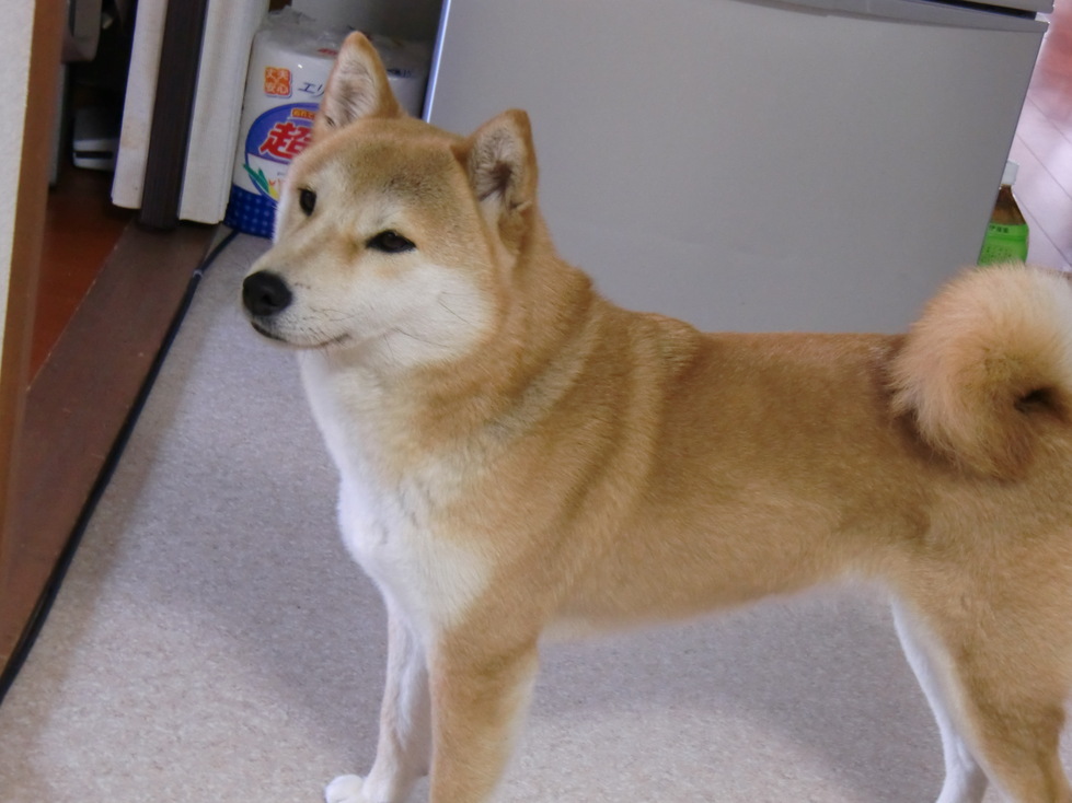 c0138720_2148091.jpg