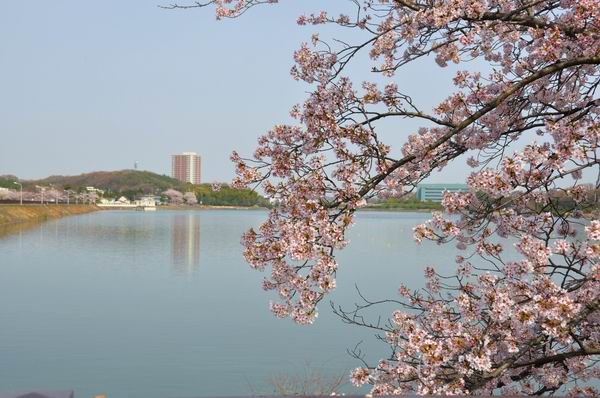 あいち池のサクラ風景_f0231422_9265737.jpg