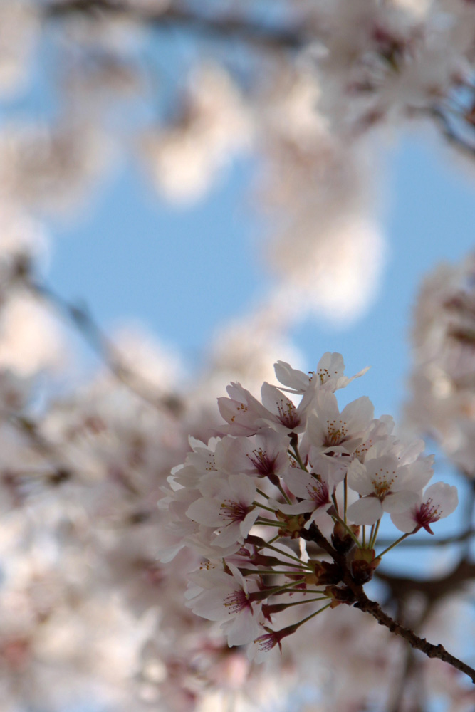 ＳＡＫＵＲＡ_e0190023_0571286.jpg
