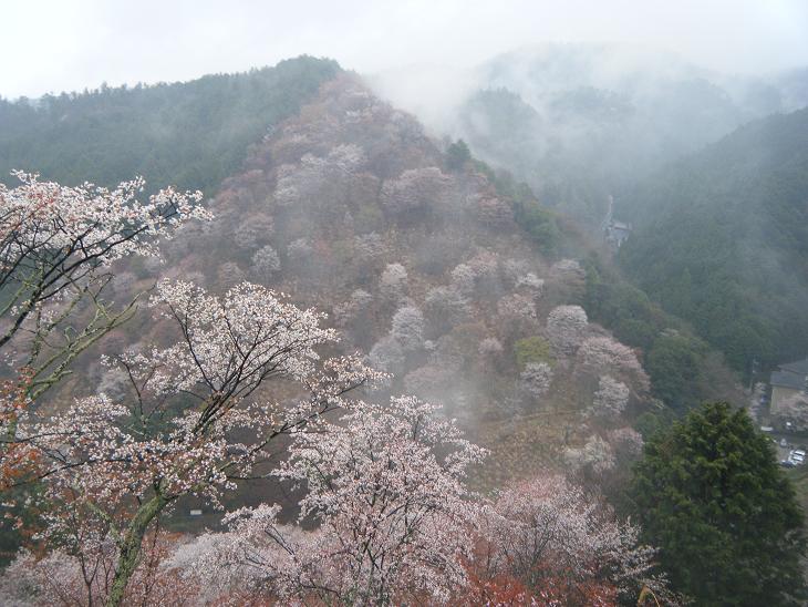 ２２年　下千本の桜は　満開です。_e0154524_12101144.jpg