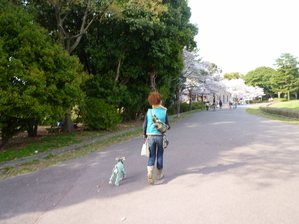 ∮ 2010年の桜～お散歩 お花見～♪_a0135425_0415090.jpg