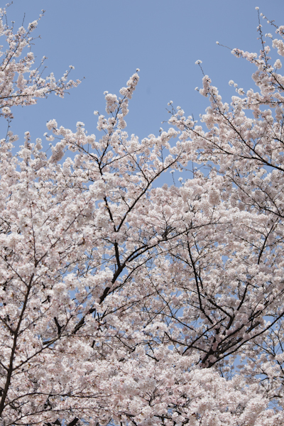 羽村動物園の桜_c0162926_17125745.jpg