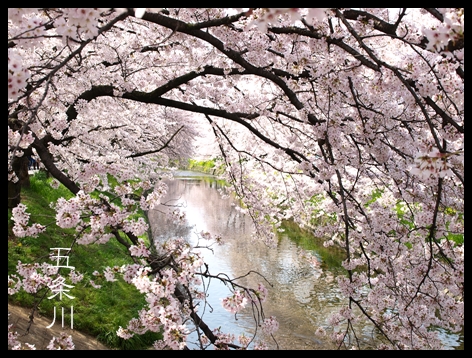 五条川の桜_c0176527_1584610.jpg