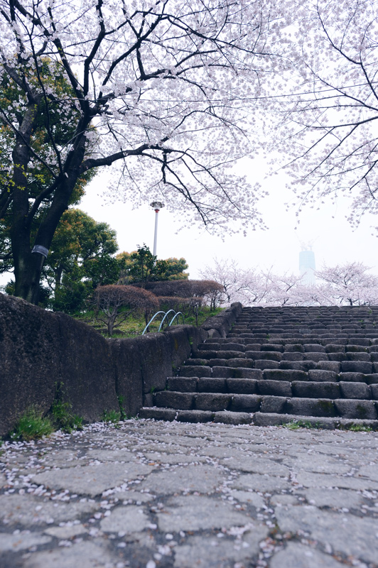 隅田公園の桜_d0136628_10161756.jpg