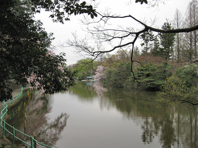 2010年 武蔵関公園で花見_a0016730_23213687.jpg
