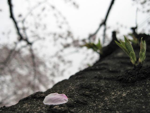 2010年 武蔵関公園で花見_a0016730_23215362.jpg