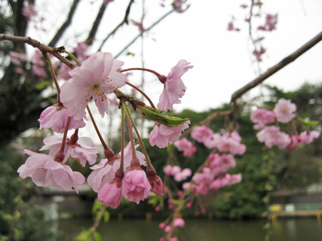 2010年 武蔵関公園で花見_a0016730_23222157.jpg