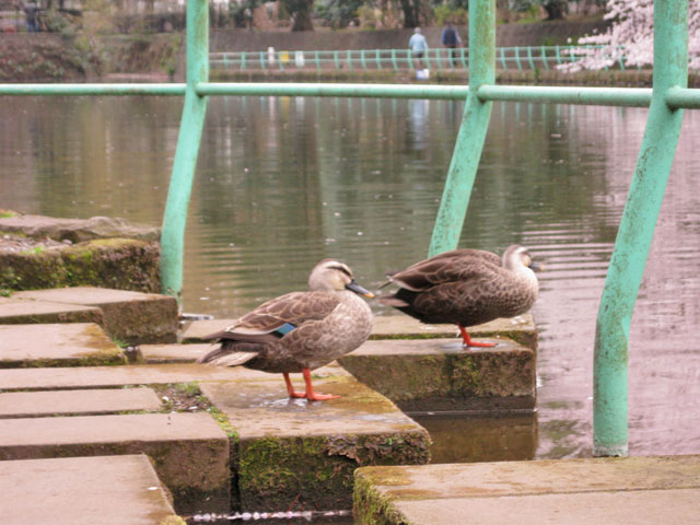 2010年 武蔵関公園で花見_a0016730_23223215.jpg