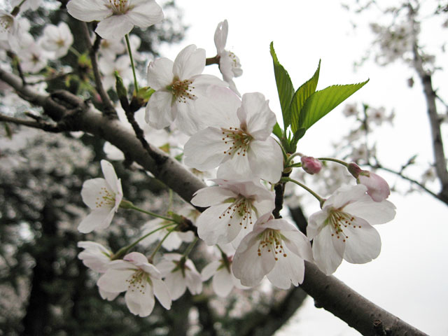 2010年 武蔵関公園で花見_a0016730_2322667.jpg