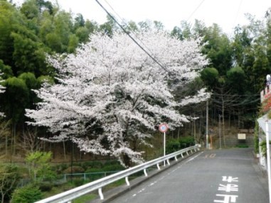 桜・さくら　満開です_e0050231_13131825.jpg