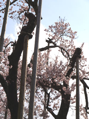 満開でした　神代桜_f0092031_15121632.jpg