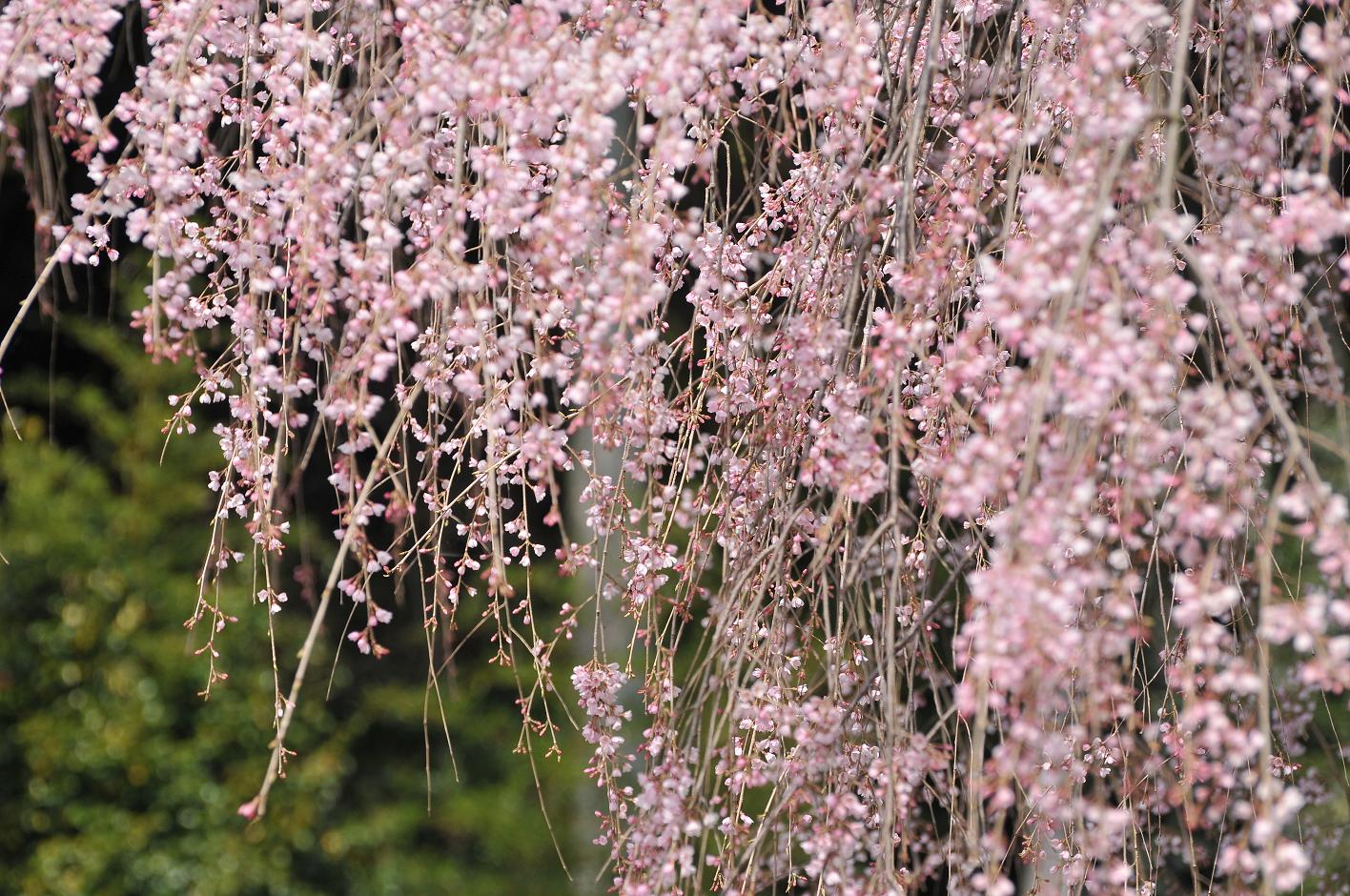 ■■■ ３００歳以上：神原の枝垂れ桜_c0152332_7465048.jpg